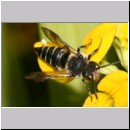 Coelioxys elongata - Kegelbiene w01b 10mm.jpg